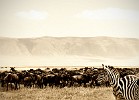 Tanzania Landscape 2010